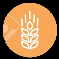 Gluten Wheat
